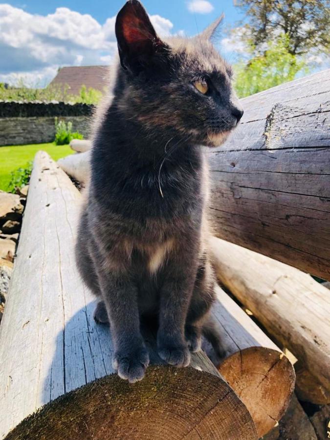 Selska Chalupa Anetka Horšovský Týn Exterior foto